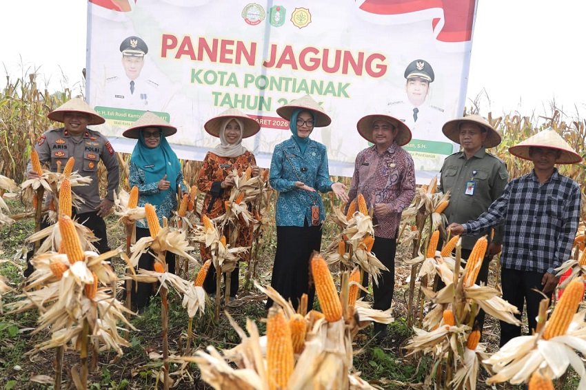 Panen Jagung Perdana di Pontianak Utara, Perkuat Ketahanan Pangan Kota