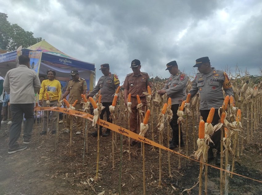 Pemkab dan Polres Bengkayang Perkuat Sinergi, Panen Raya Jagung Dorong Swasembada Pangan 2026